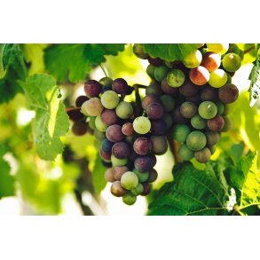 Rosé-vin